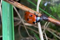 Coccinella septempunctata