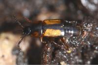 Tachinus subterraneus