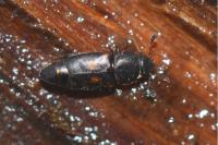 Carpophilus sexpustulatus