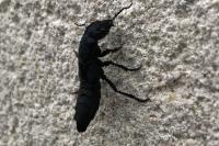Ocypus