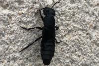 Ocypus