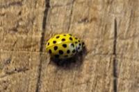 Psyllobora vigintiduopunctata