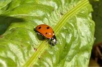 Coccinella septempunctata