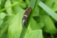 Athous haemorrhoidalis