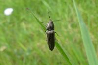 Cidnopus pilosus