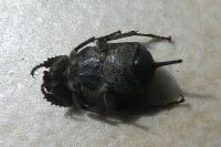 Valgus hemipterus