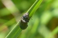 Cidnopus pilosus