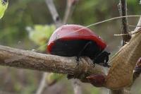 Chrysomela populi