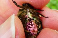 Cetonia aurata