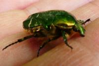 Cetonia aurata