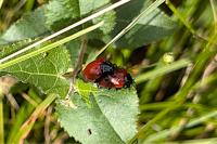 Chrysomela