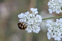 Coccinula quatuordecimpustulata