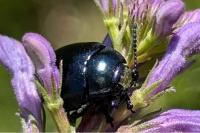 Chrysolina fuliginosa