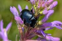 Chrysolina fuliginosa