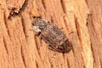 Endophloeus markovichianus