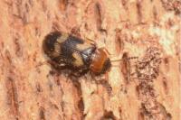 Mycetophagus fulvicollis