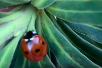 Coccinella septempunctata