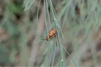 Crioceris duodecimpunctata