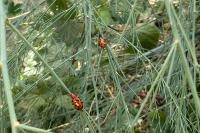 Crioceris duodecimpunctata