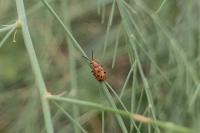 Crioceris duodecimpunctata