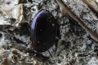 Platydema violacea