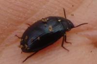 Platydema violacea
