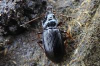 Nebria