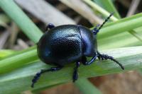 Timarcha goettingensis