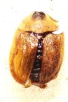 Hypocassida subferruginea