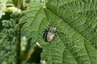 Phyllobius pomaceus