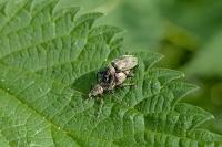 Phyllobius pomaceus