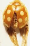 Vibidia duodecimguttata