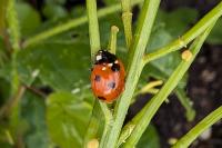 Coccinella septempunctata