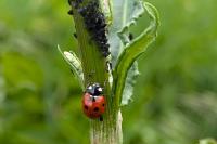 Coccinella septempunctata
