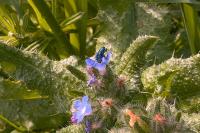 Psilothrix viridicoerulea