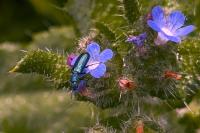 Psilothrix viridicoerulea