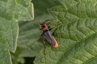 Cantharis fusca