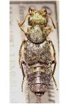 Ontholestes murinus