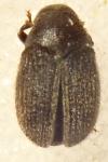 Hylesinus toranio