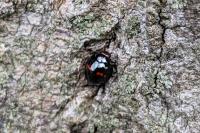 Chilocorus bipustulatus