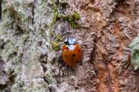 Coccinella septempunctata