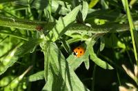 Coccinella septempunctata