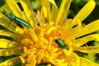 Psilothrix viridicoerulea