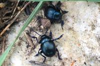 Timarcha goettingensis
