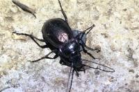 Carabus nemoralis