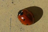 Coccinella septempunctata