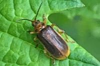 Galerucella nymphaeae