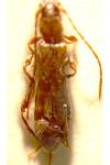 Glaphyra umbellatarum