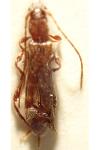 Glaphyra umbellatarum