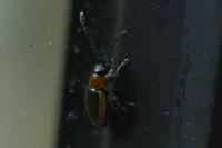 Longitarsus dorsalis